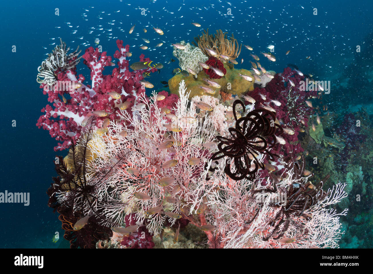 Golden Cardinalfish between colorful Corals, Apogon aureus, Raja Ampat, West Papua, Indonesia Stock Photo