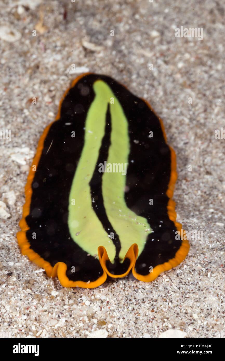 Yellow-black Flatworm, Pseudoceros dimidiatus, Raja Ampat, West Papua, Indonesia Stock Photo