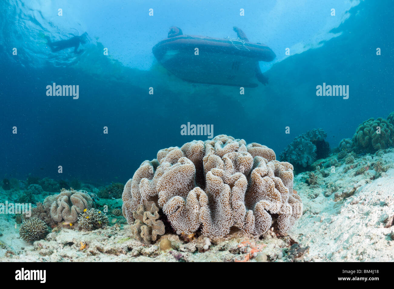 Shallow Coral Reef, Raja Ampat, West Papua, Indonesia Stock Photo