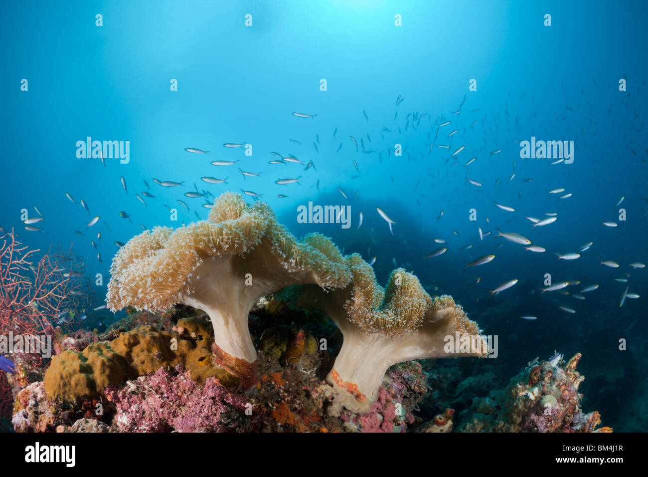 Mushroom Soft Corals, Sarcophyton sp., Raja Ampat, West Papua, Indonesia Stock Photo