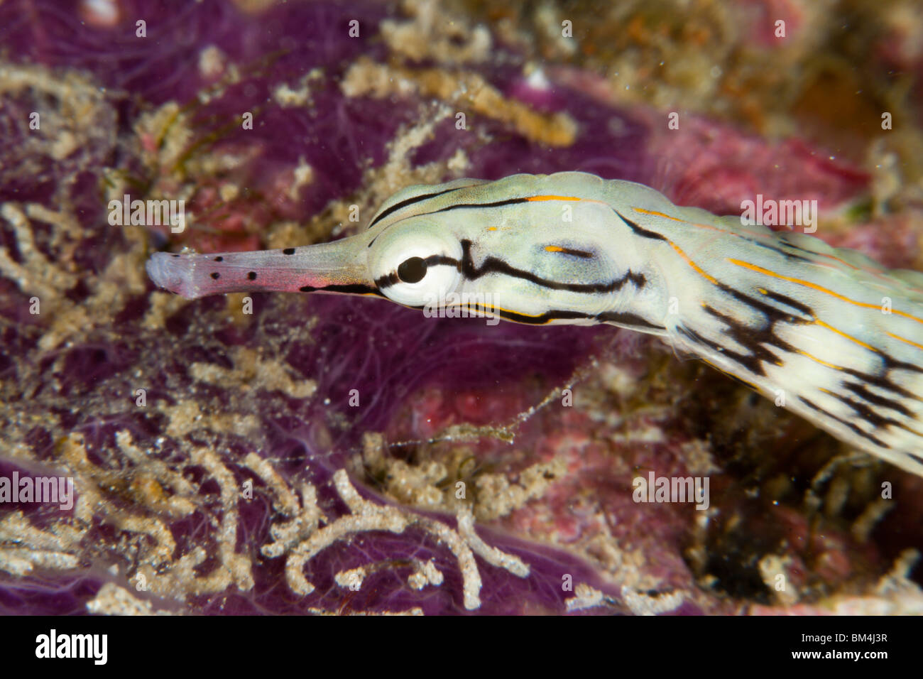 Banded pipefish hi-res stock photography and images - Alamy
