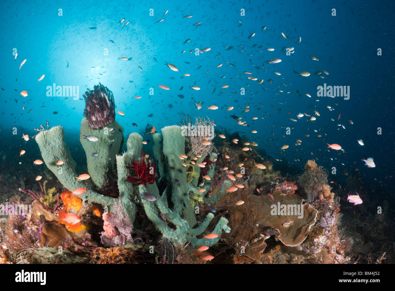 Coral Reef, Raja Ampat, West Papua, Indonesia Stock Photo