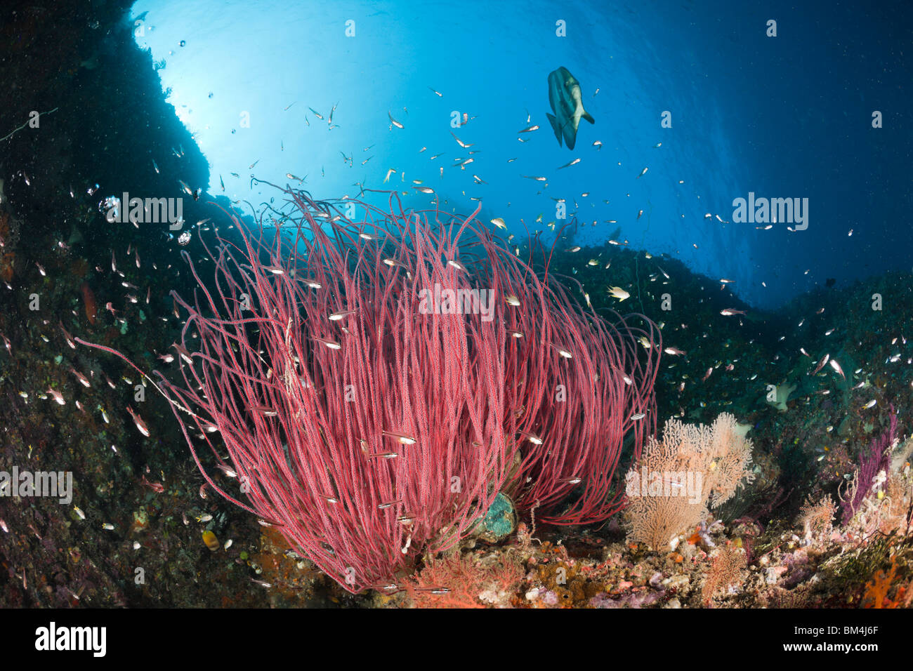 Longfin Batfish over Whip Corals, Platax teira, Ellisella sp., Raja Ampat, West Papua, Indonesia Stock Photo