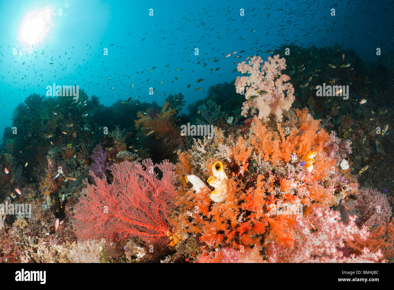 Colorful Soft Corals, Dendronephthya sp., Raja Ampat, West Papua, Indonesia Stock Photo