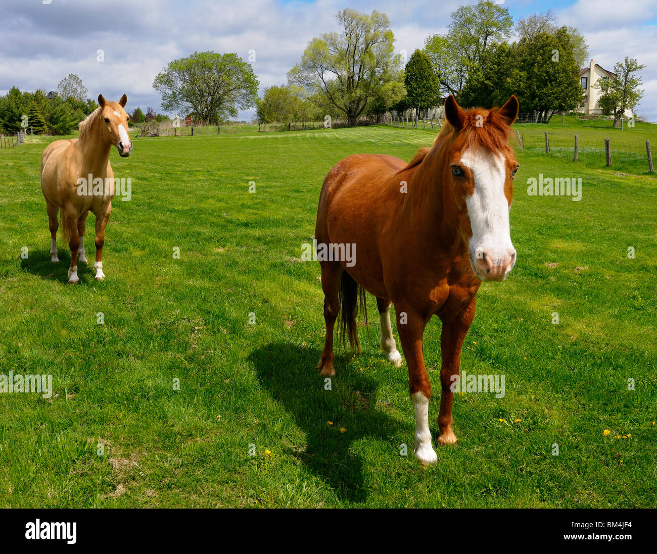 Chestnut horses hi-res stock photography and images - Alamy