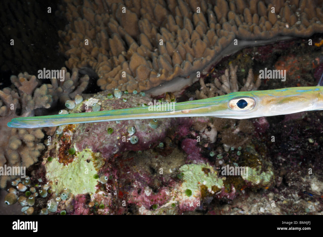 Cornetfish Portrait, Fistularia commersonii, Raja Ampat, West Papua, Indonesia Stock Photo
