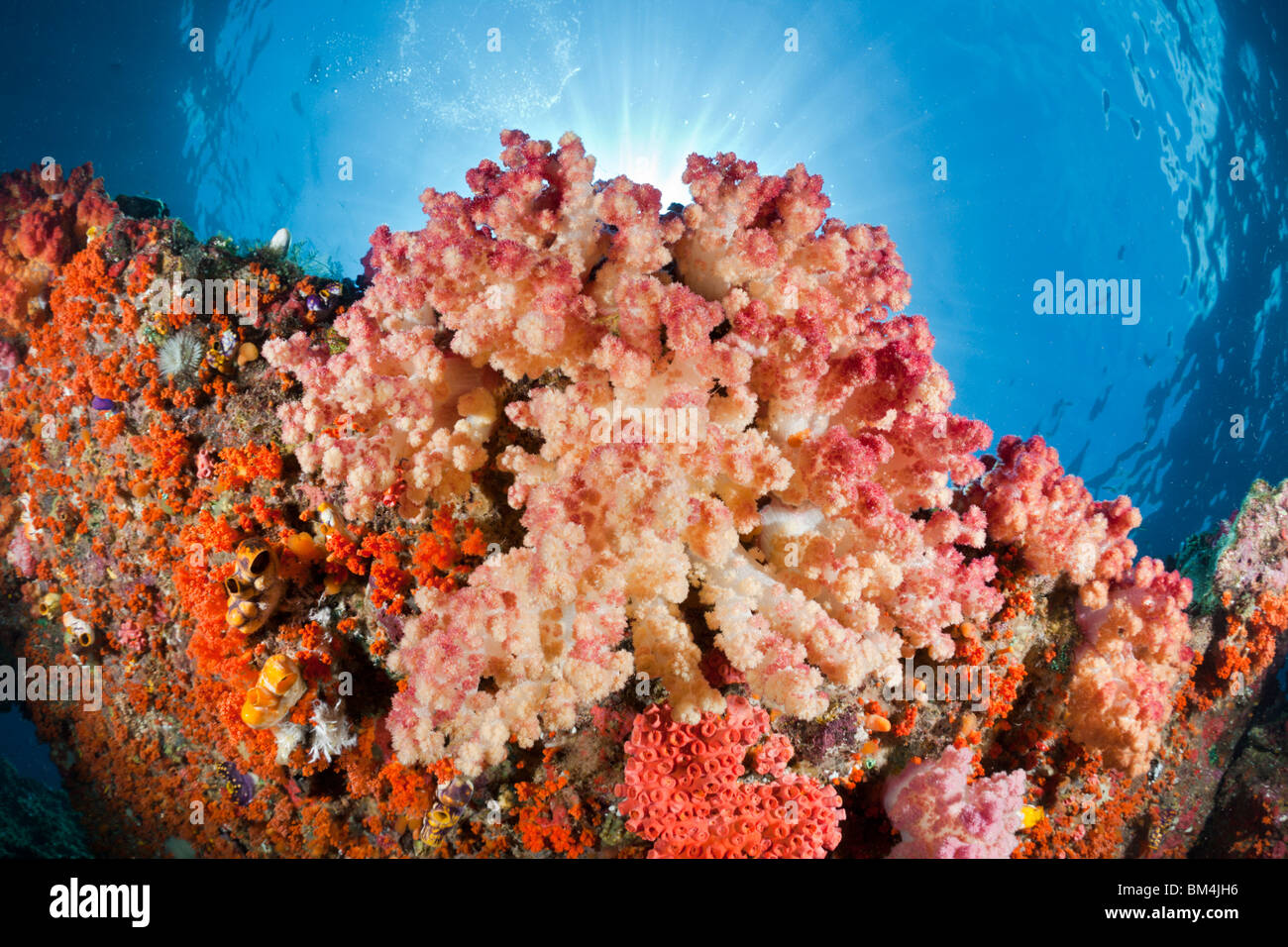 Soft Corals, Dendronephthya sp., Raja Ampat, West Papua, Indonesia Stock Photo