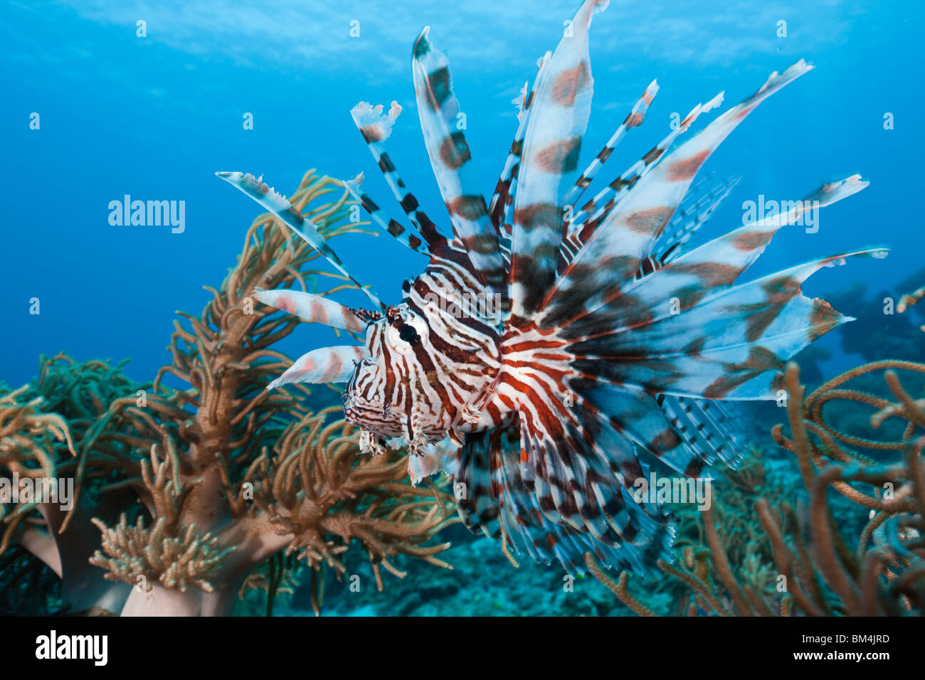 Lionfish, Pterois volitans, Raja Ampat, West Papua, Indonesia Stock Photo