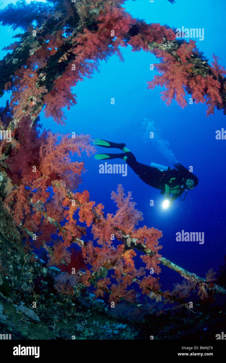 Diver on Bow of Numidia Wreck, Brother Islands, Red Sea, Egypt Stock