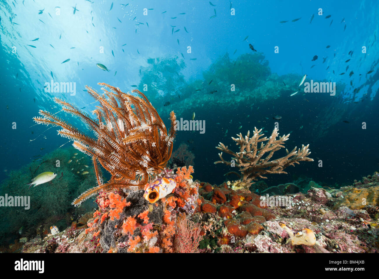 Shallow Coral Reef, Raja Ampat, West Papua, Indonesia Stock Photo