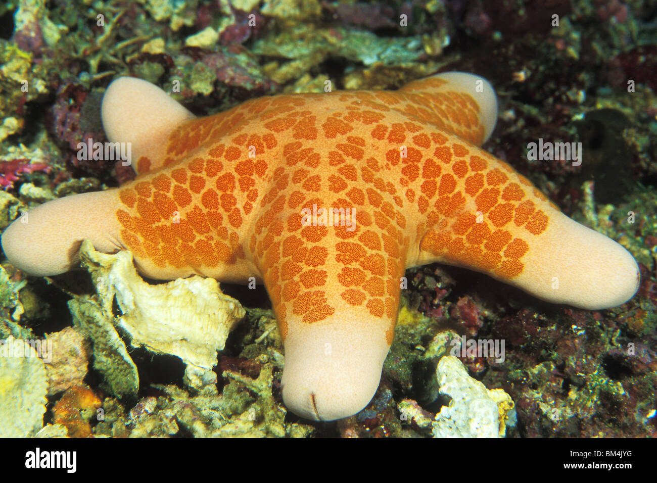 Granulated Sea Star, Choriaster granulatus, Bunaken Nationalpark, Sulawesi, Indonesia Stock Photo