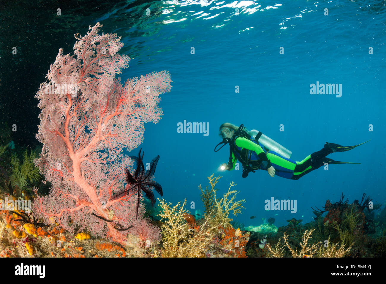 Scuba Diver at Coral Reef, Raja Ampat, West Papua, Indonesia Stock Photo