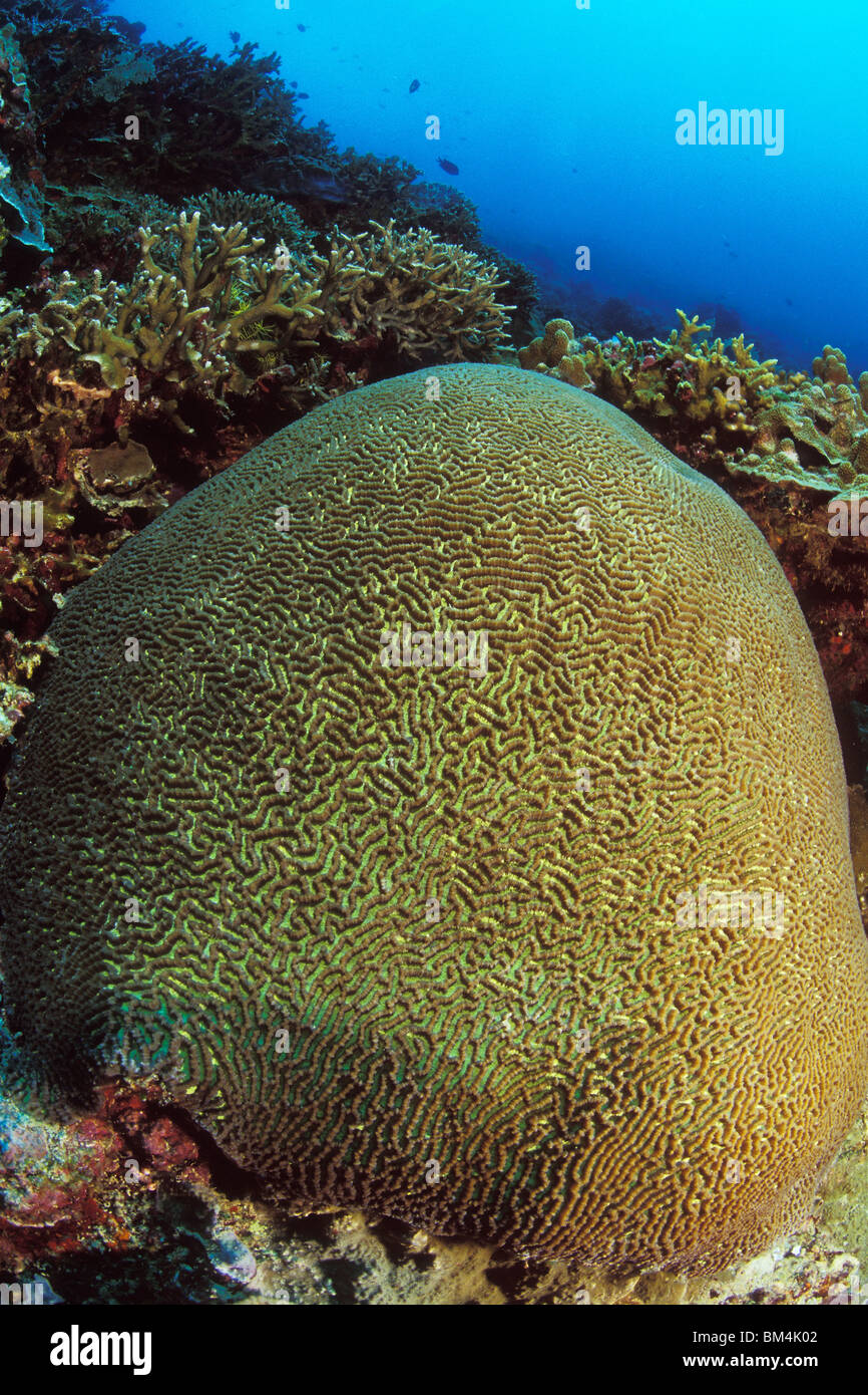 Brain Coral, Platygyra lamellina, Manado, Sulawesi, Indonesia Stock Photo