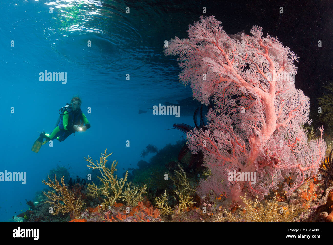 Scuba Diver at Coral Reef, Raja Ampat, West Papua, Indonesia Stock Photo