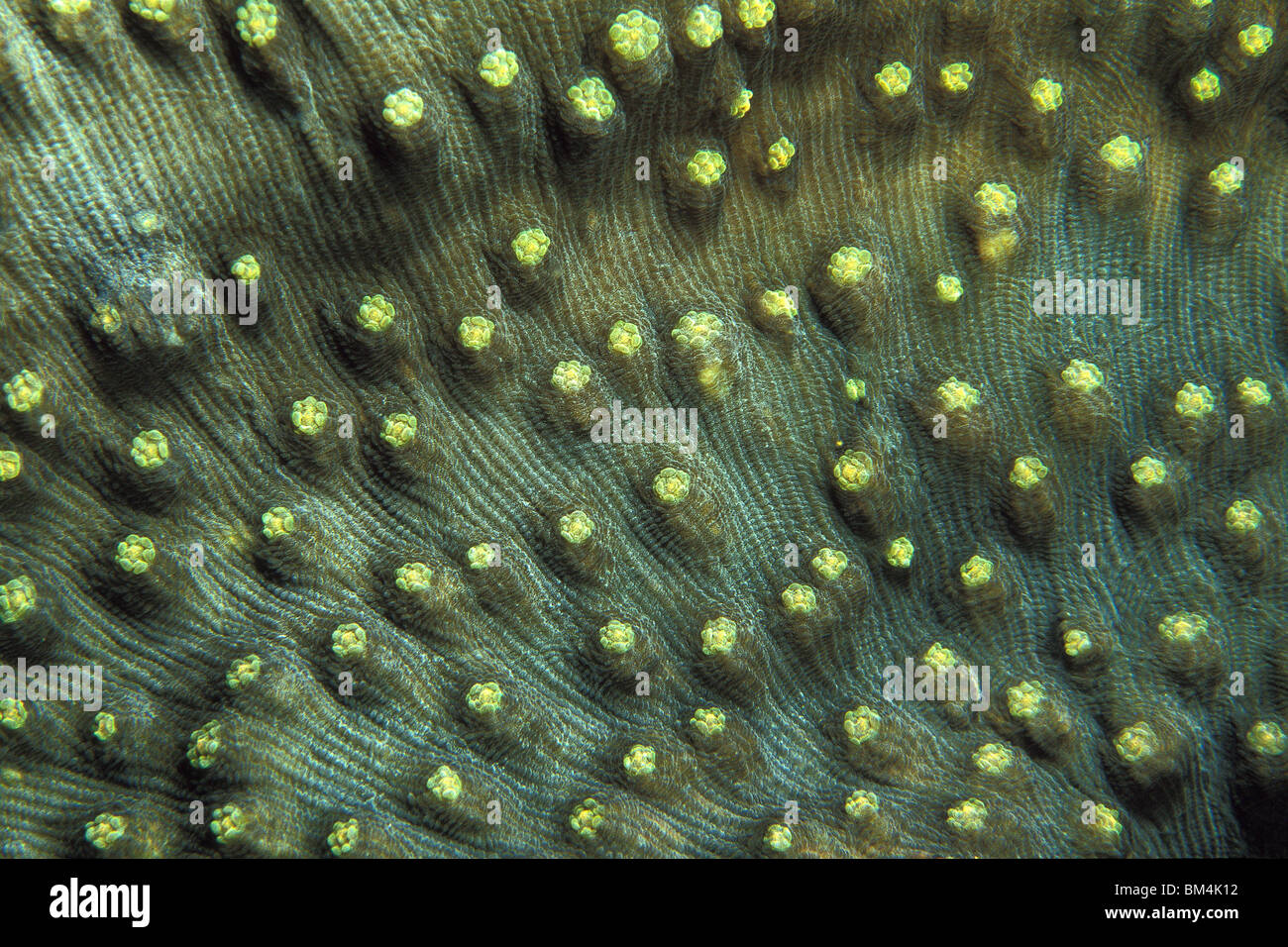 polyps of Stone Coral, Turbinaria sp., Bunaken Nationalpark, Sulawesi, Indonesia Stock Photo