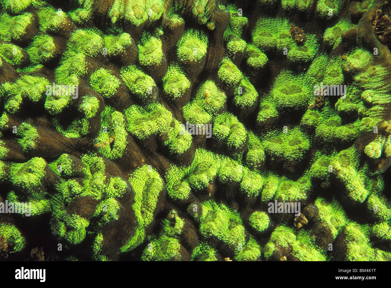 Fluorescent Polyps of Corals, Turbinaria sp., Lembeh Strait, Sulawesi, Indonesia Stock Photo