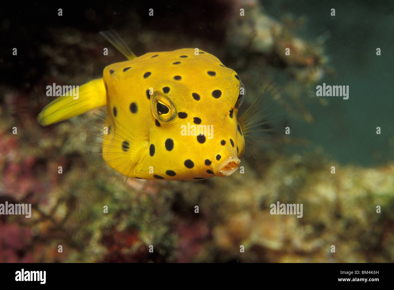 Juvenile Yellow Boxfish, Ostracion cubicus, Puerto Galera, Mindoro Island, Philippines Stock Photo