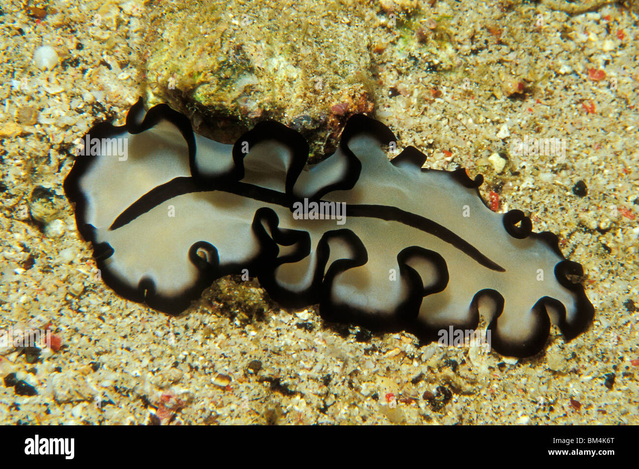 Polyclad Flatworm, Pseudoseros sp., Puerto Galera, Mindoro Island, Philippines Stock Photo
