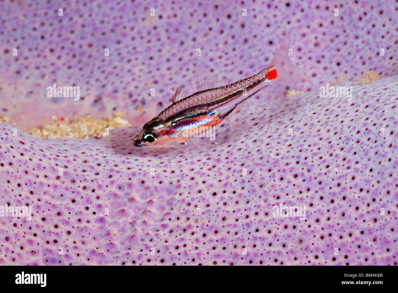 Red Spot Cardinalfish in Sponge, Apogon parvulus, Raja Ampat, West Papua, Indonesia Stock Photo