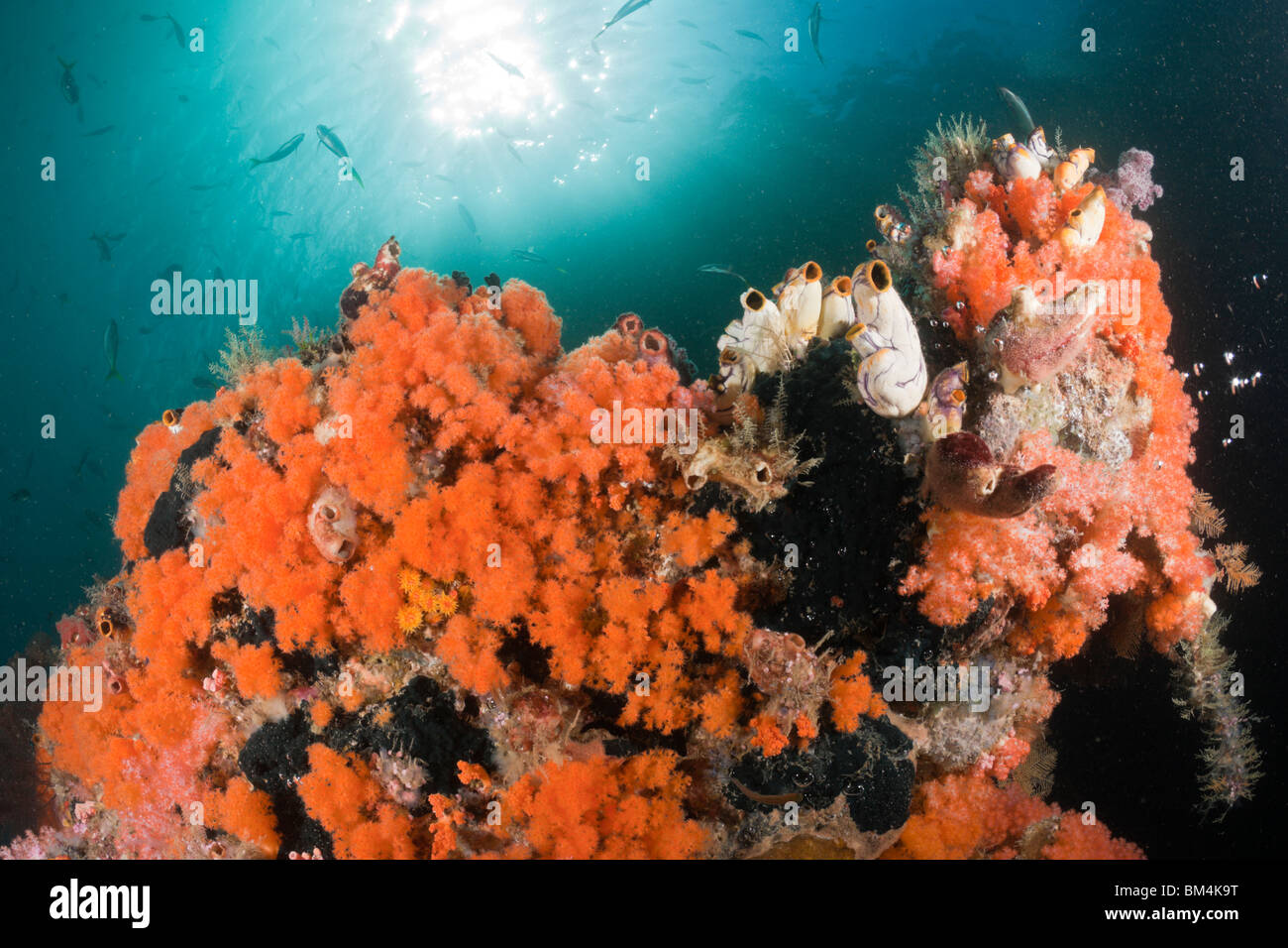 Orange Soft Corals, Dendronephthya sp., Raja Ampat, West Papua, Indonesia Stock Photo
