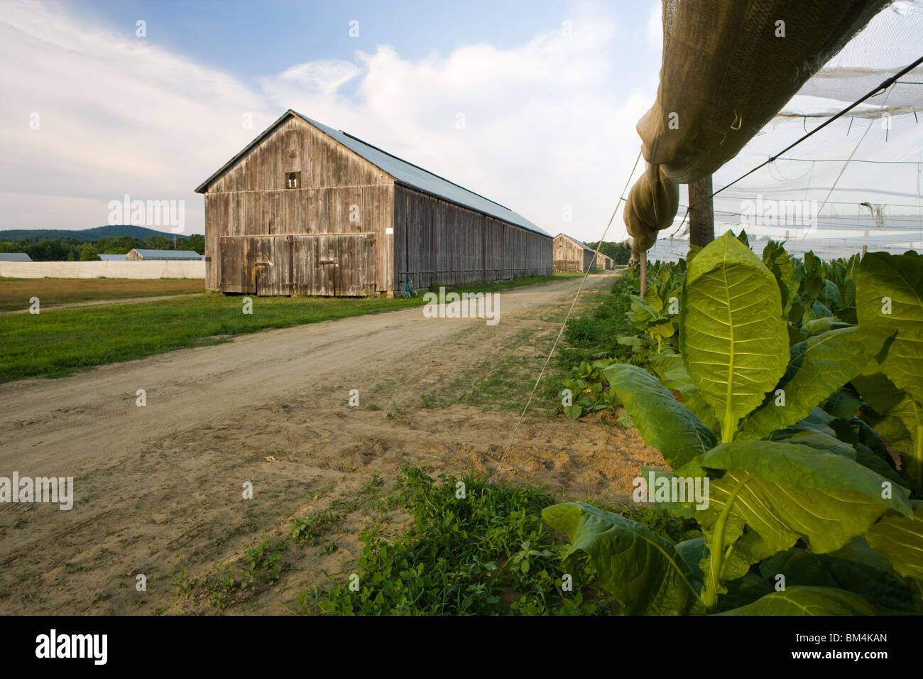 A tobacco barn next to a field of shade grown tobacco in Hadley