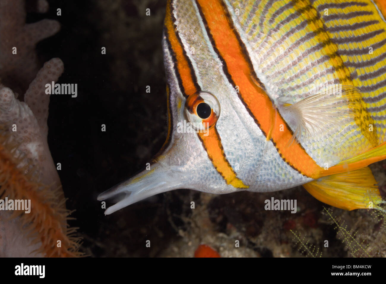 Beaked Coralfish, Chelmon rostratus, Raja Ampat, West Papua, Indonesia Stock Photo