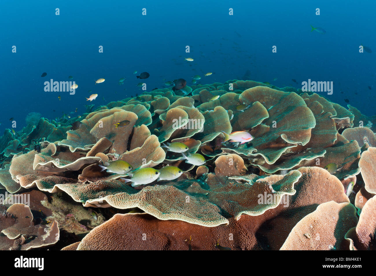 Lettuce Coral Reef, Turbinaria mesenterina, Raja Ampat, West Papua