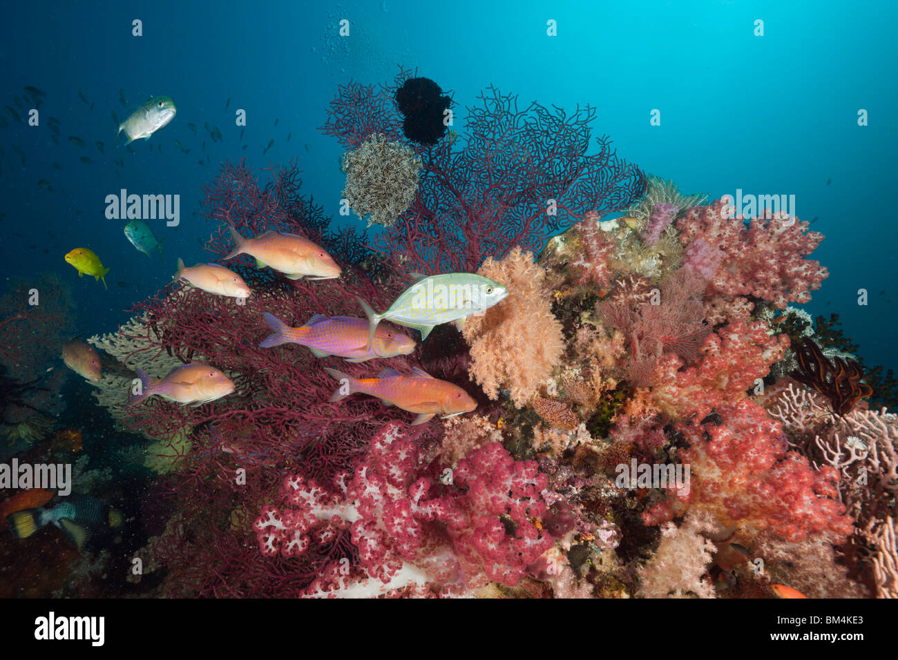 Goldspotted Goatfish on Coral Reef, Parupeneus cyclostomus, Raja Ampat, West Papua, Indonesia Stock Photo