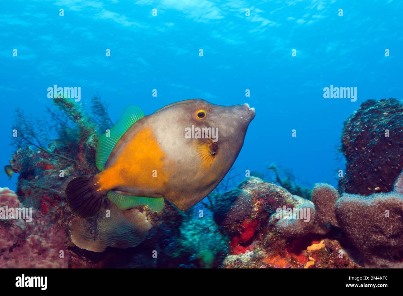 Whitespotted Filefish, Cantherines macrocerus, Cozumel, Caribbean Sea, Mexico Stock Photo
