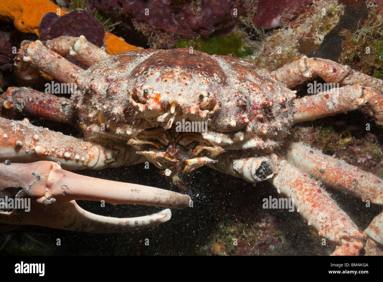 Reef Spider Crab, Mithrax spinosissimus, Cozumel, Caribbean Sea, Mexico Stock Photo