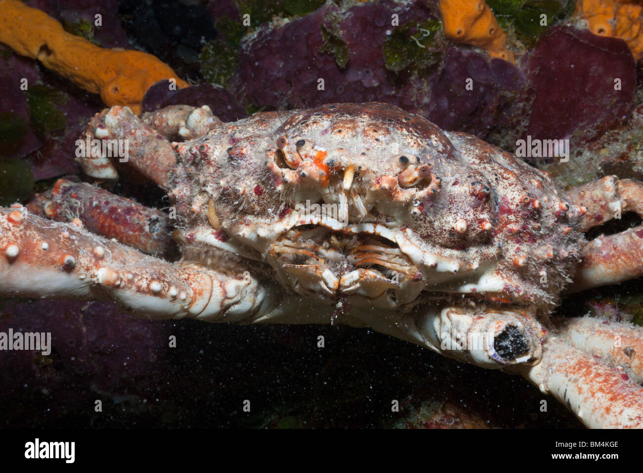 Reef Spider Crab, Mithrax spinosissimus, Cozumel, Caribbean Sea, Mexico Stock Photo