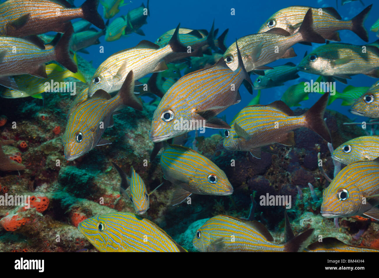 Bluestriped Grunt, Haemulon sciurus, Cozumel, Caribbean Sea, Mexico Stock Photo