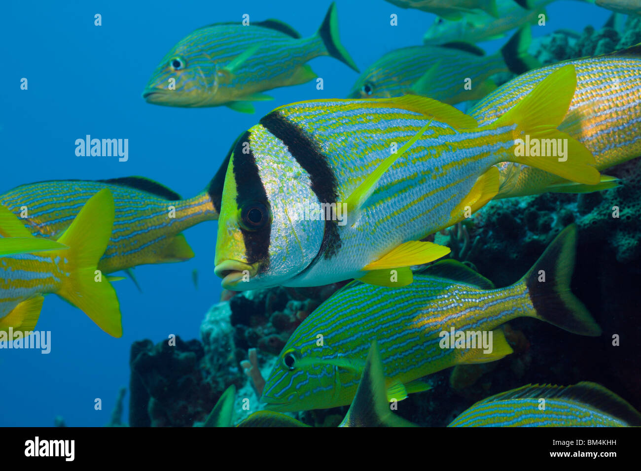 Porkfish and Bluestriped Grunt, Anisotremus virginicus, Haemulon sciurus, Cozumel, Caribbean Sea, Mexico Stock Photo