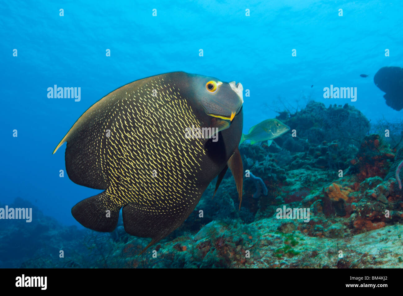 French Angelfish, Pomacanthus paru, Cozumel, Caribbean Sea, Mexico Stock Photo