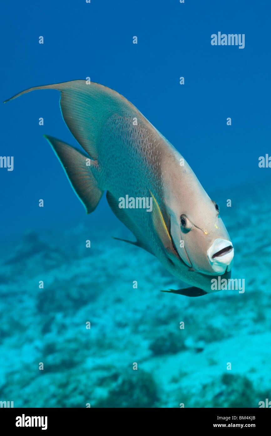 Gray Angelfish, Pomacanthus arcuatus, Cozumel, Caribbean Sea, Mexico Stock Photo