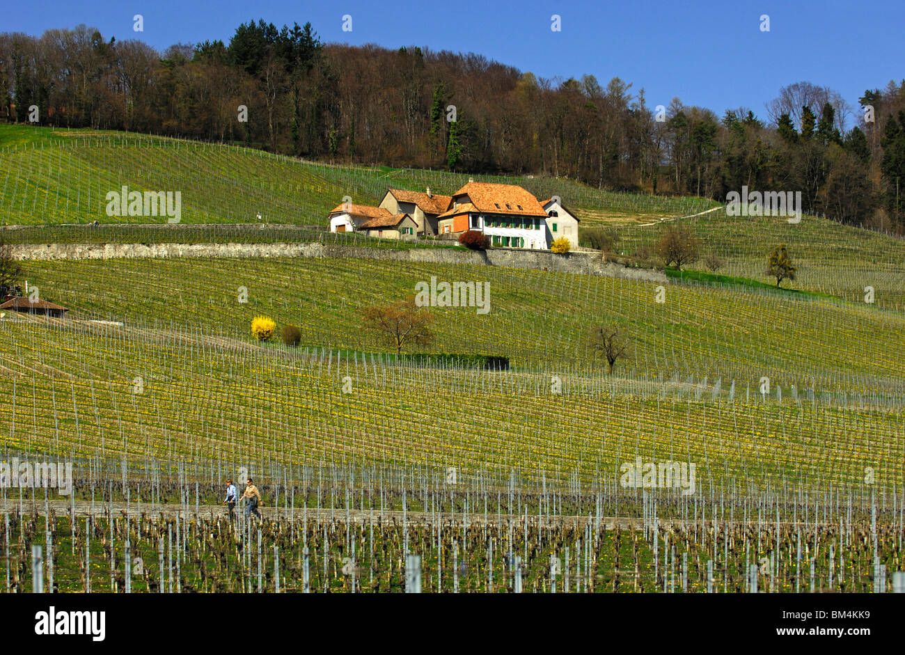 Vinyard for Chasselas grapes at the foot of the Jura mountain range in springtime, Begnins, Vaud, Switzerland Stock Photo