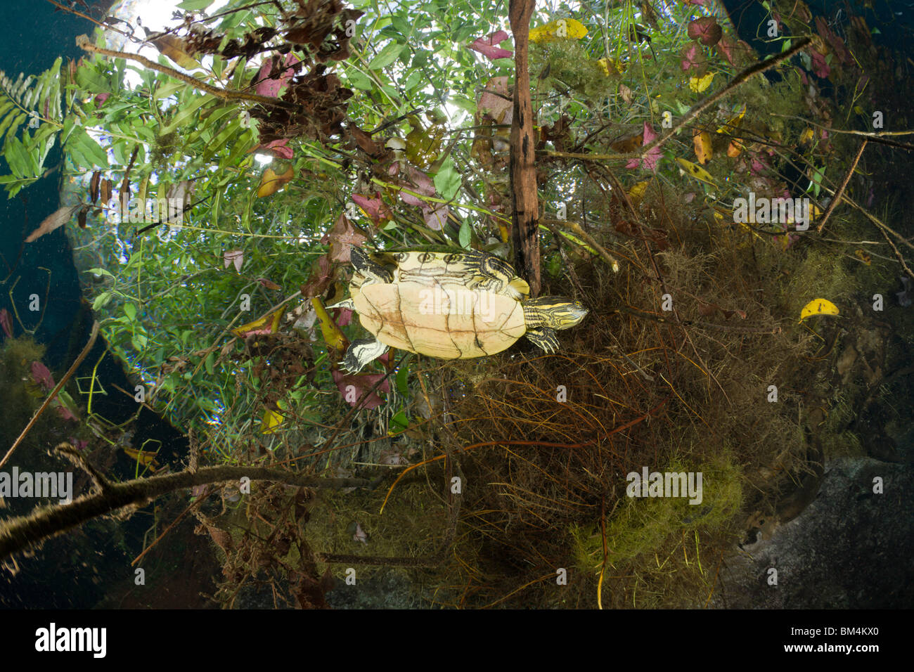 Mesoamerican Slider Turtle in Cenote, Trachemys scripta venusta, Tulum, Yucatan Peninsula, Mexico Stock Photo