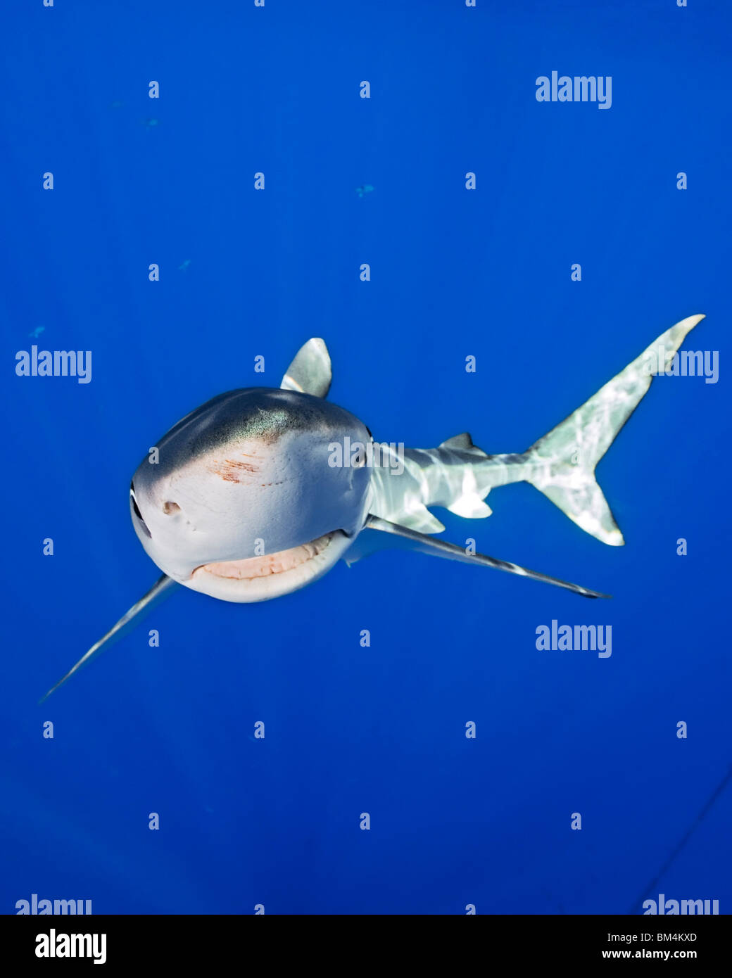 Blue Shark, Prionace glauca, Big Island, Hawaii, USA Stock Photo Alamy
