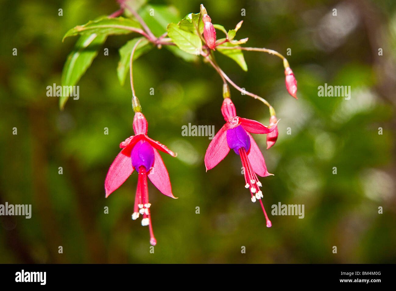 Fuchsia Flowers, Fuchsia magellanica, Big Island, Hawaii, USA Stock Photo