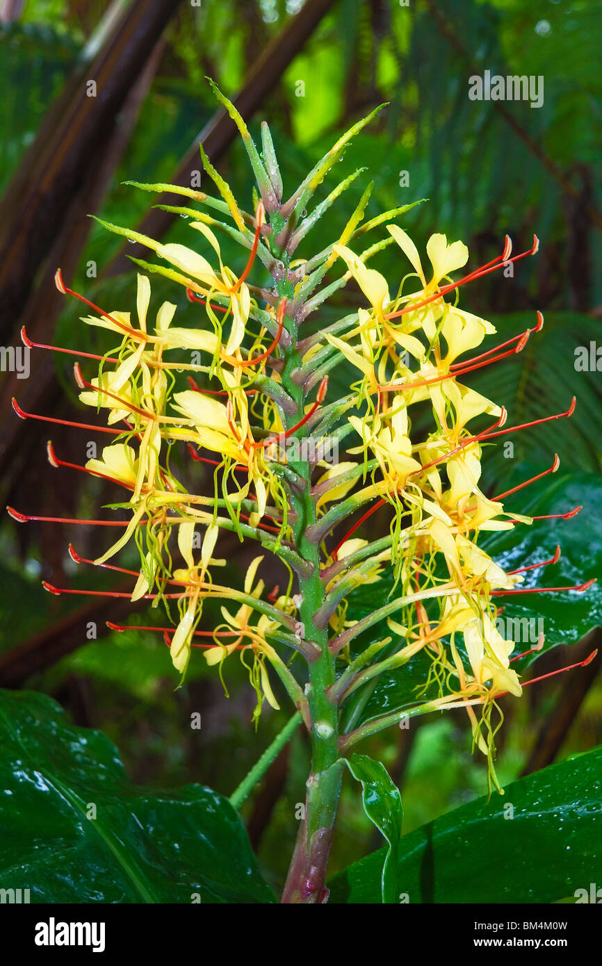 Kahili Ginger Flower, Hedychium gardnerianum, Big Island, Hawaii, USA