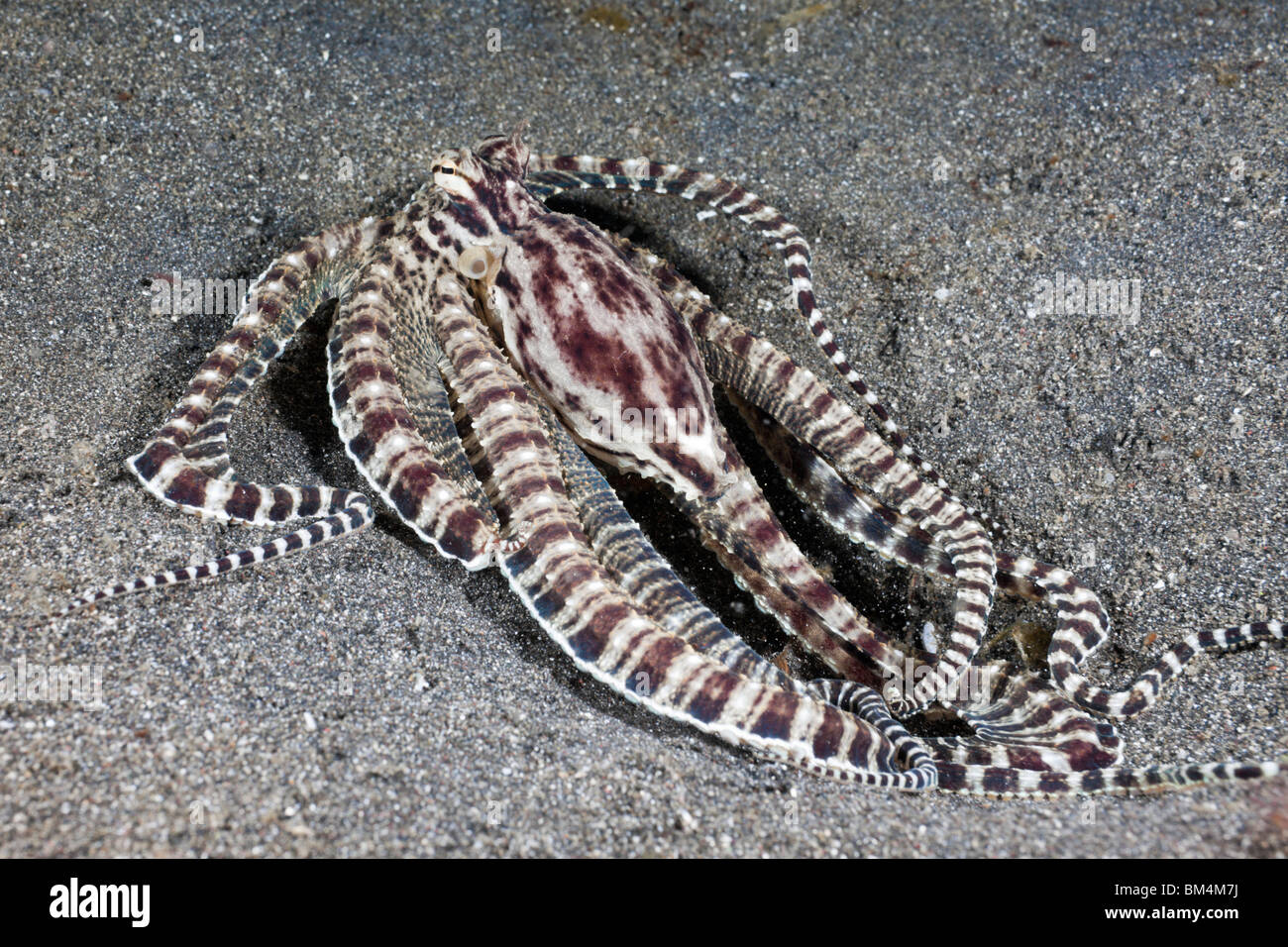 Mimic Octopus, Thaumoctopus mimicus, Lembeh Strait, North Sulawesi, Indonesia Stock Photo