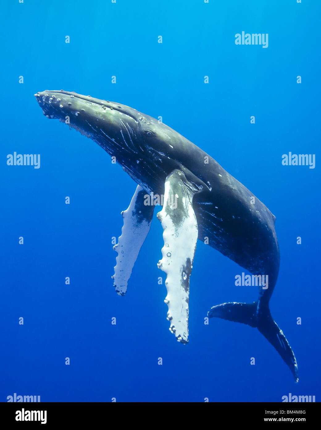 Humpback whale watching hi-res stock photography and images - Alamy