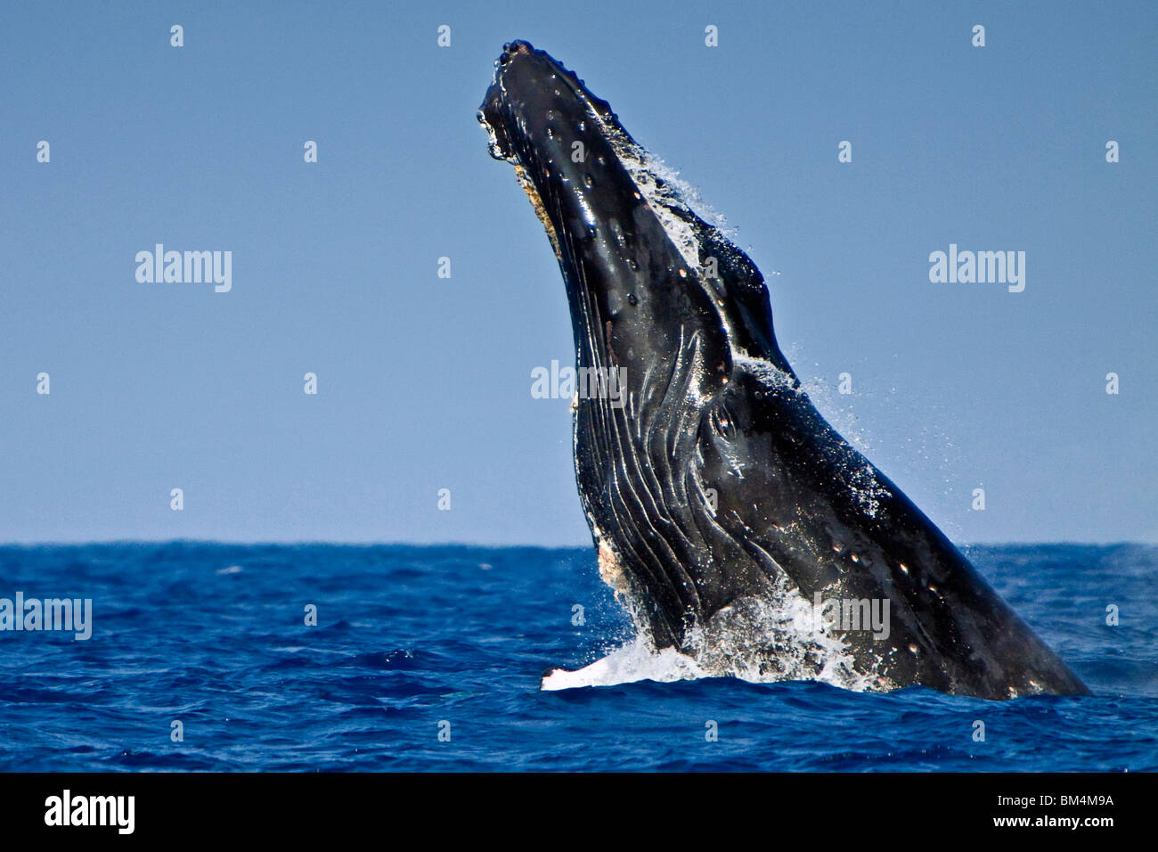 Humpback Whale Head-lunging, Megaptera novaeangliae, Pacific Ocean, Hawaii, USA Stock Photo