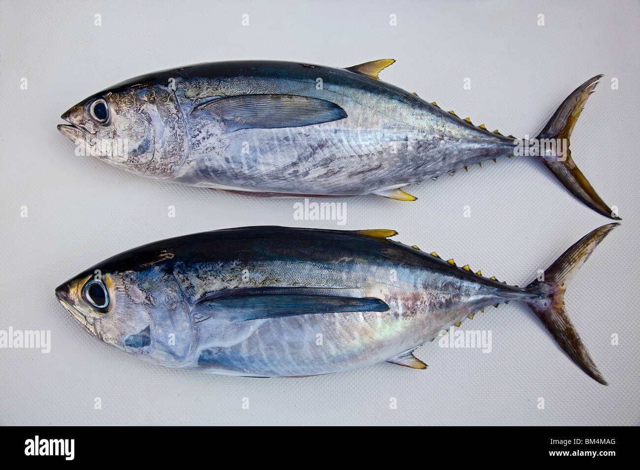 Yellowfin Tuna and Bigeye Tuna, Thunnus albacares, Thunnus obesus, Pacific Ocean, Hawaii, USA Stock Photo