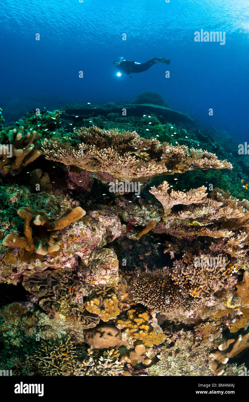 Diver over Coral Reef, Banda Islands, Moluccas, Indonesia Stock Photo