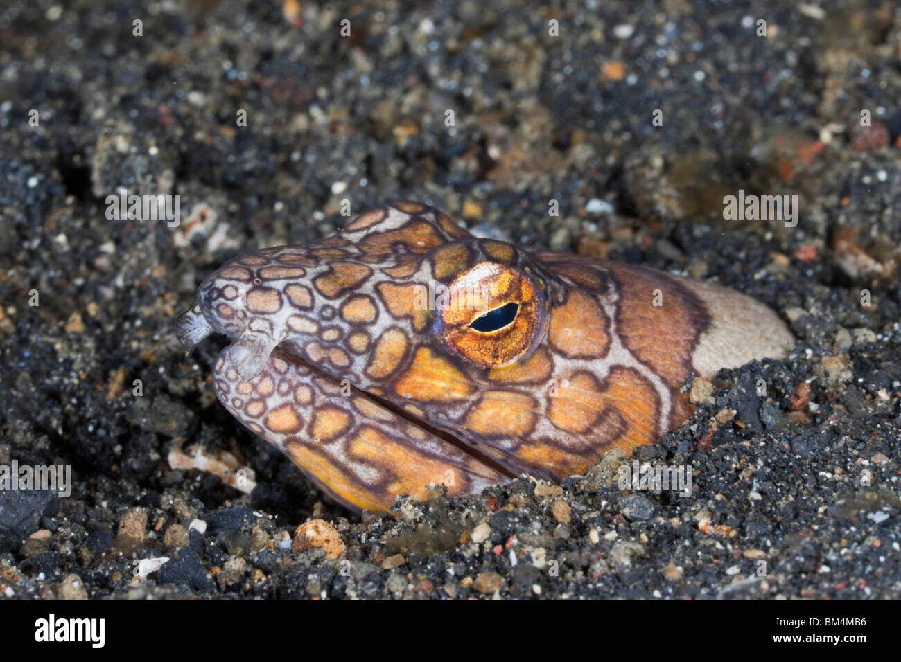 Napoleon Snake Eel, Ophichthus bonaparti, Lembeh Strait, North Sulawesi, Indonesia Stock Photo