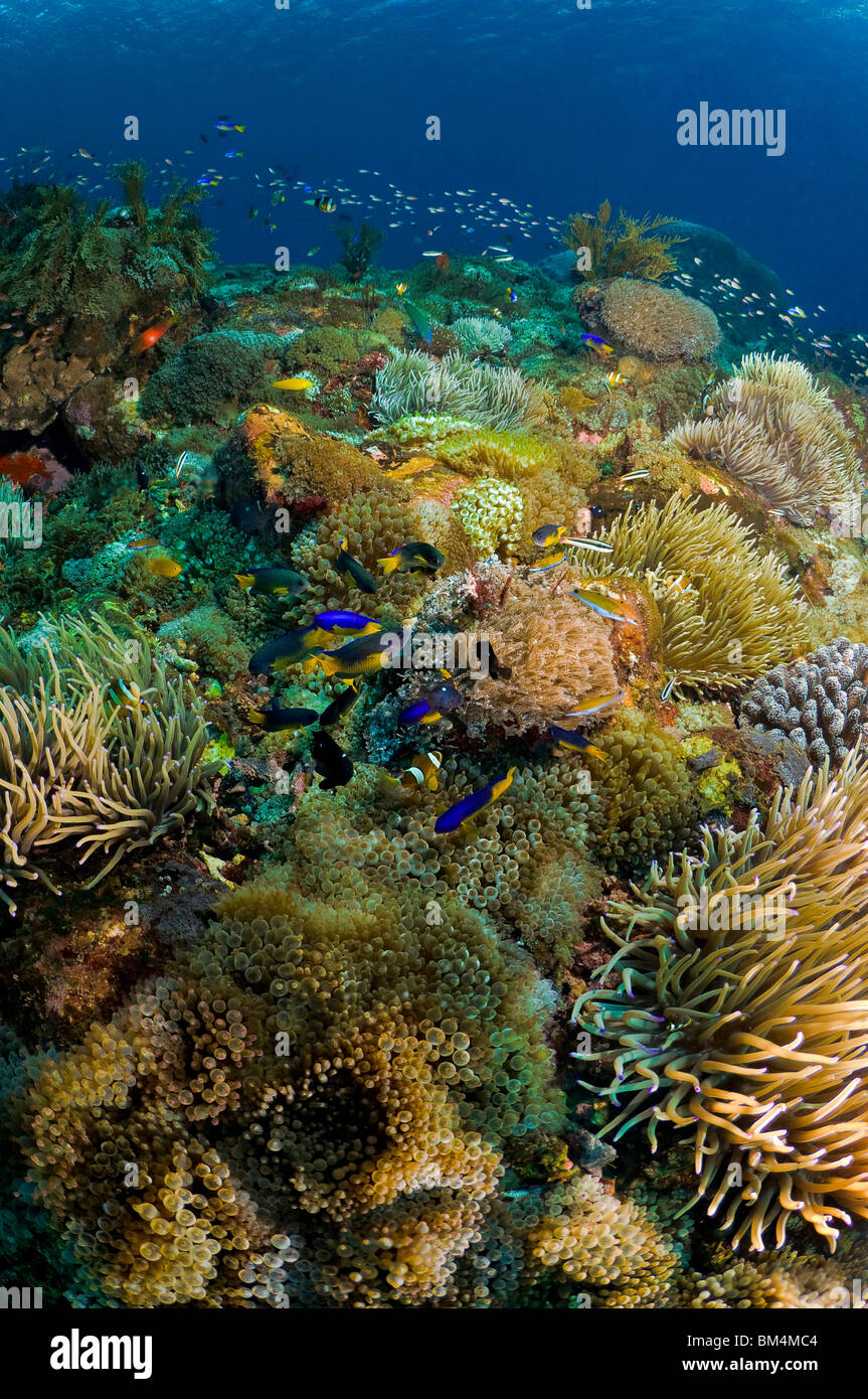 Reef with Sea Anemones, Actinaria, Pura Island, Lesser Sunda Islands, Indonesia Stock Photo