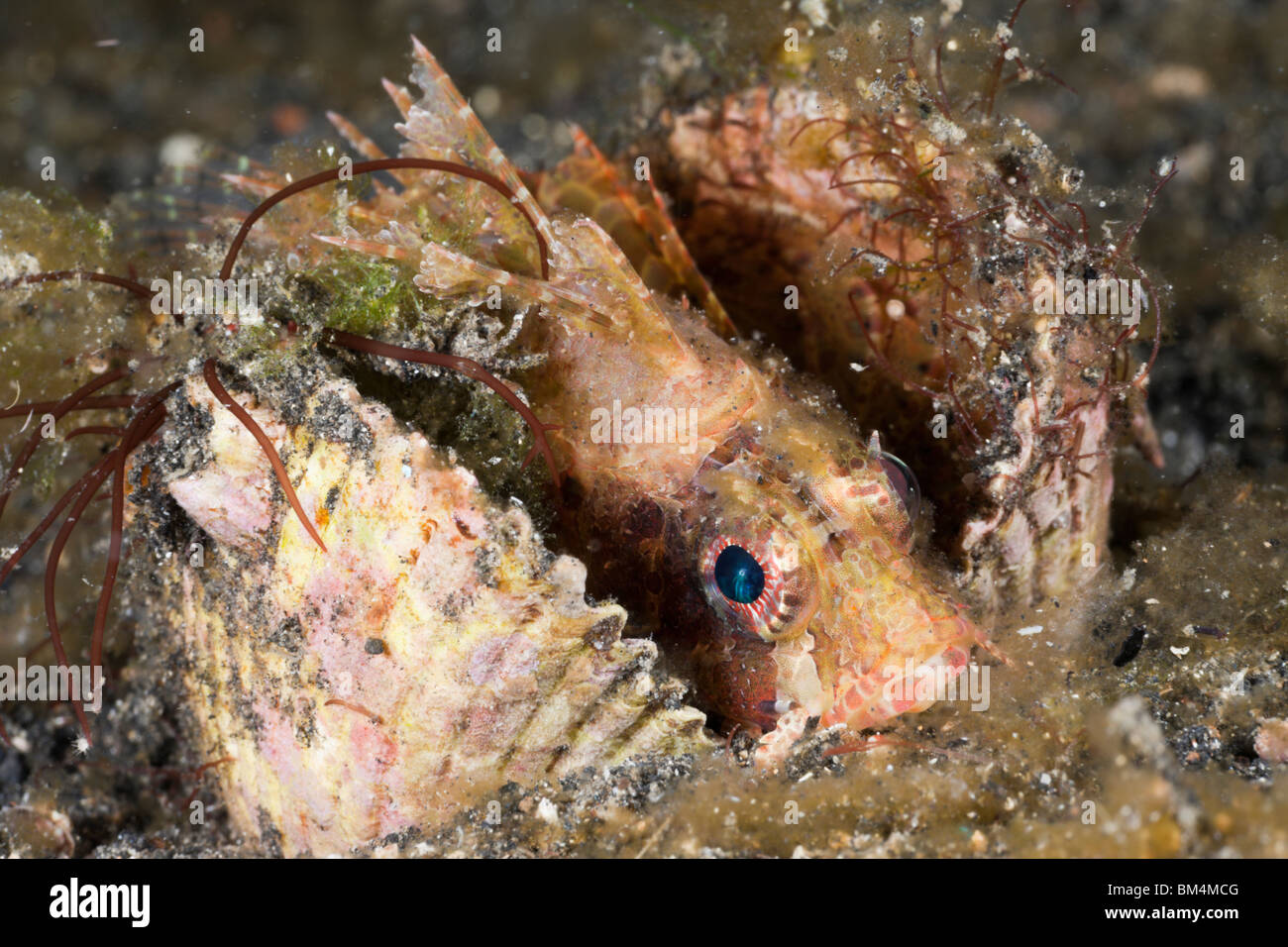 Shortfin Lionfish rest in Shell, Dendrochirus sp., Lembeh Strait, North Sulawesi, Indonesia Stock Photo