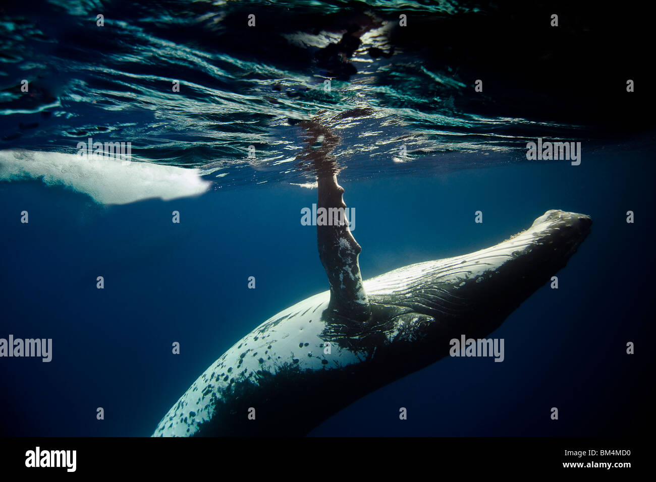 Humpback Whale, Megaptera novaeangliae, Pacific, Tonga Stock Photo