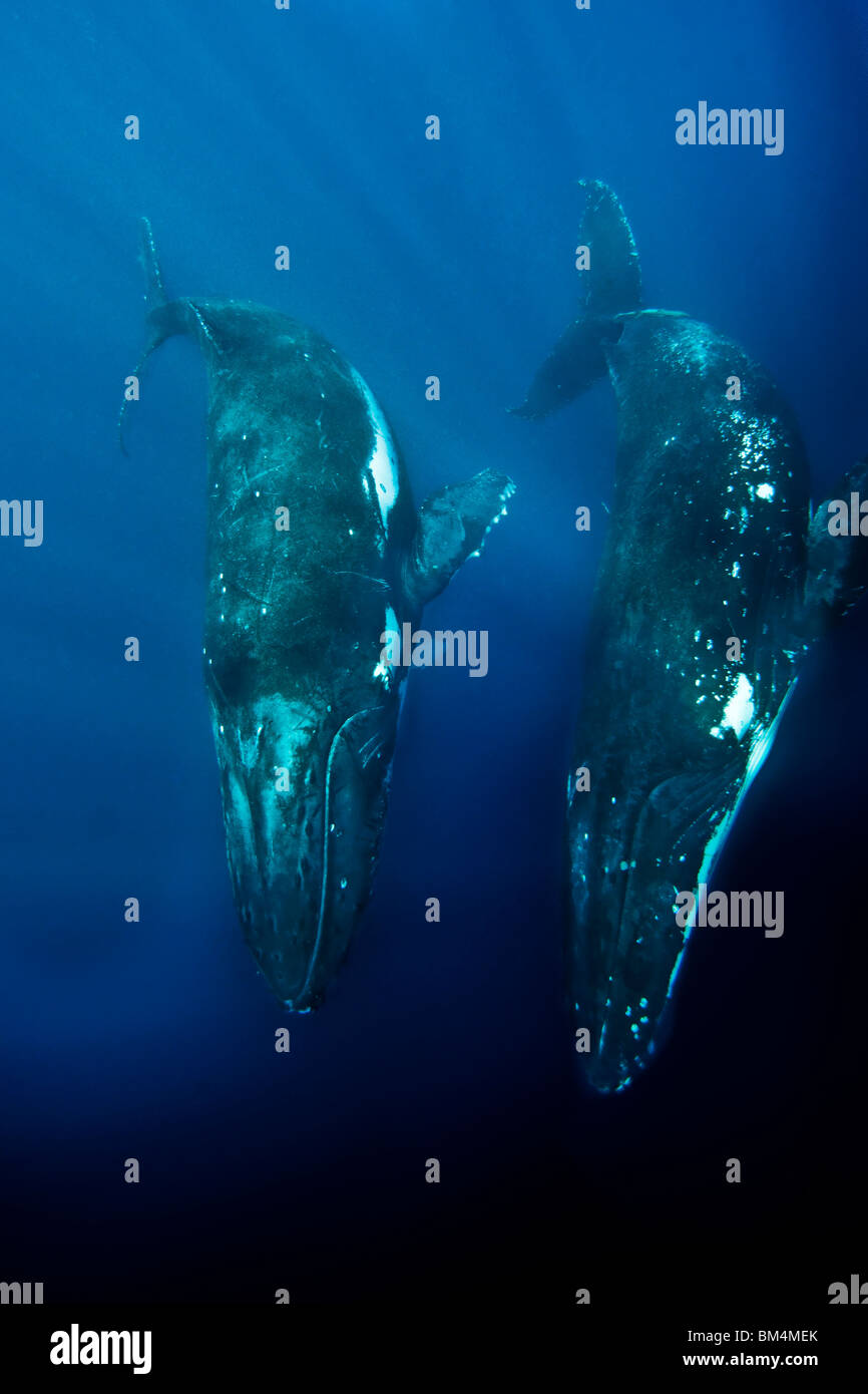 Pair of Humpback Whales, Megaptera novaeangliae, Pacific, Tonga Stock Photo